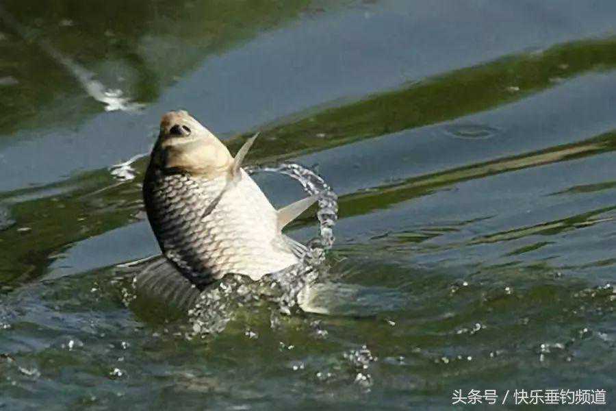 太实用了！夏季出钓四大注意事项！