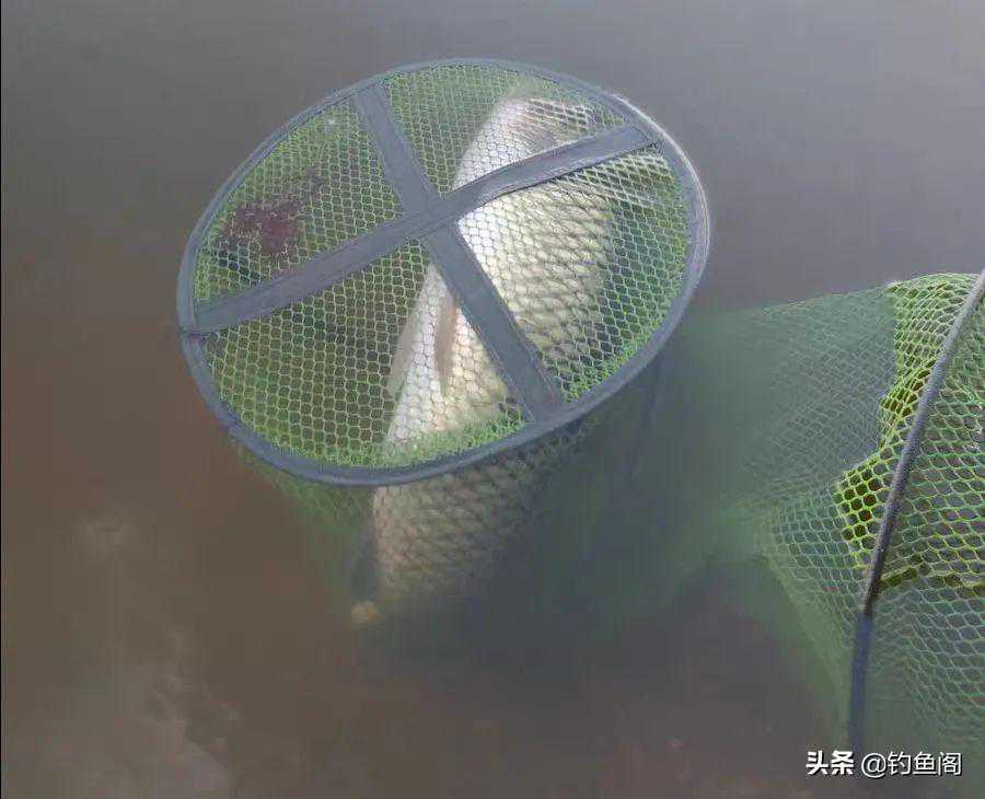 进入深秋，老钓手都喜欢选这三种钓位，容易出大板鲫