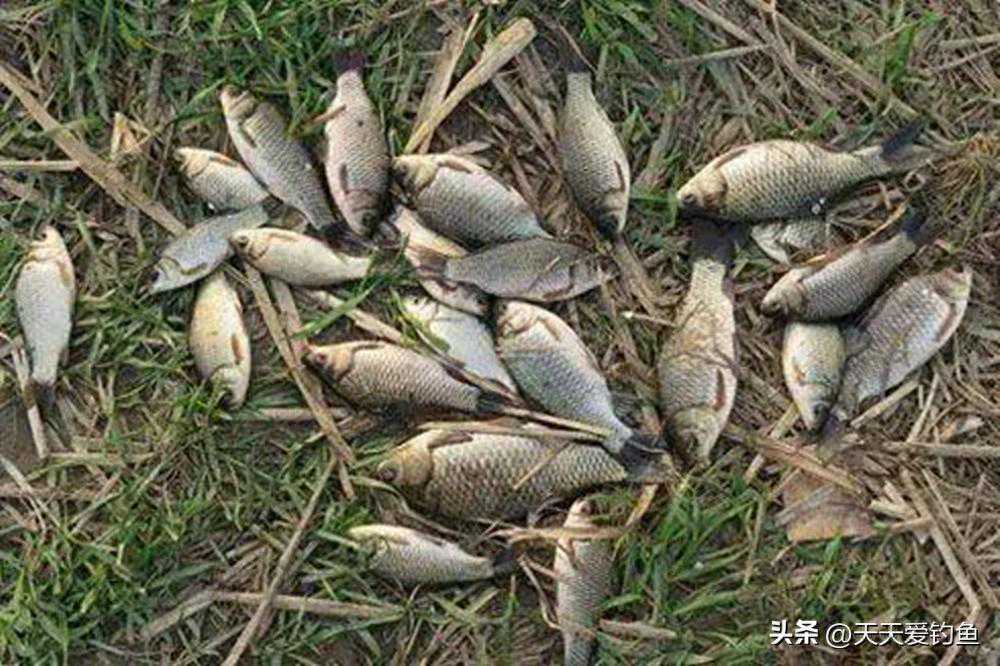 冬天野钓鲫鱼，钓水草和钓亮水，鱼窝应该怎么找？