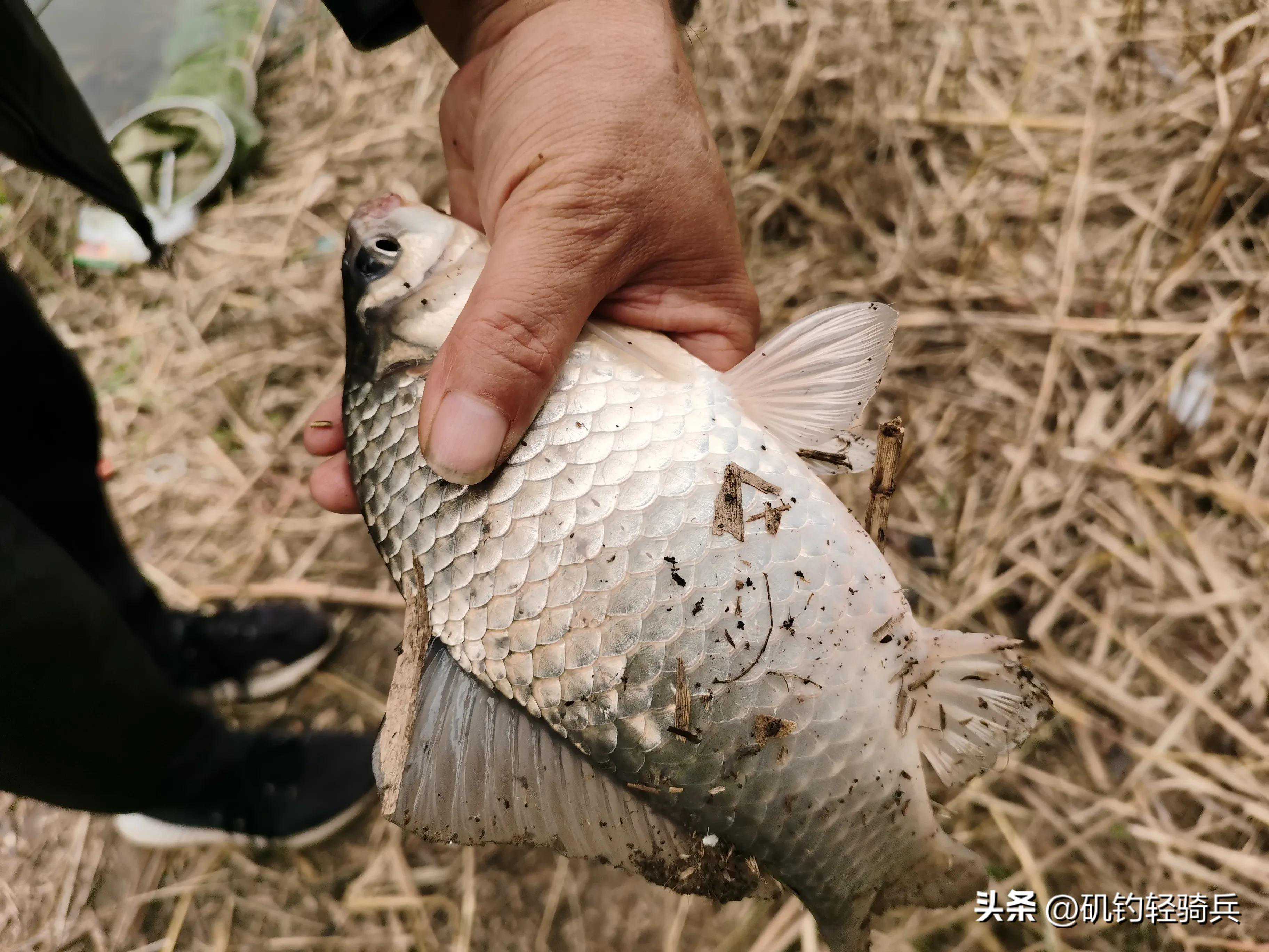 矶竿串钩鱼获翻倍，只因钓友做到了四个到位