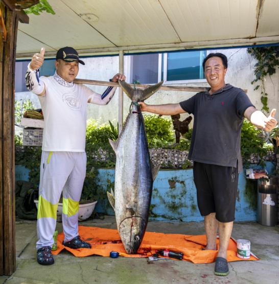 罕见！大连海域，81斤重“大家伙”被钓了上来