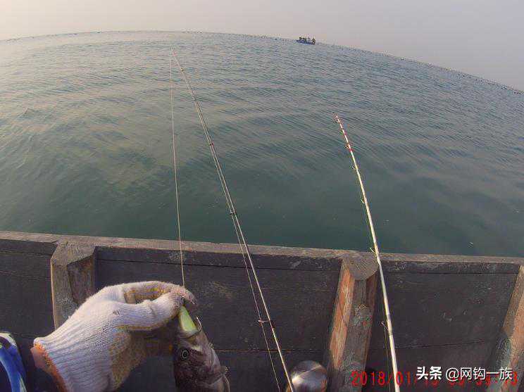 记那年冬天大连最冷的一天海边居然钓到大头鱼网钩一族