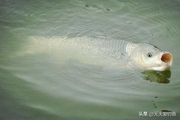 天气转凉传统钓优势更大，但需要注意这几点，否则优势变劣势
