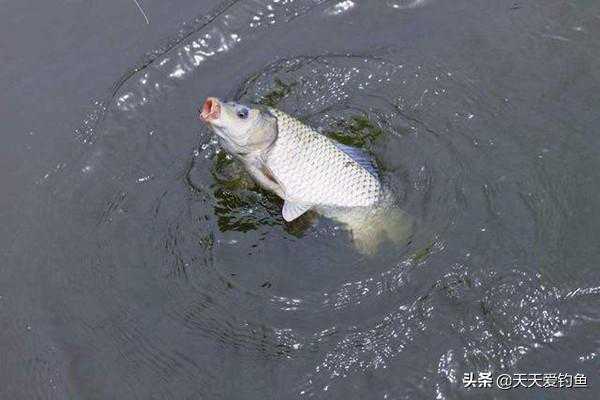 适合野钓的几种自制佳饵配方