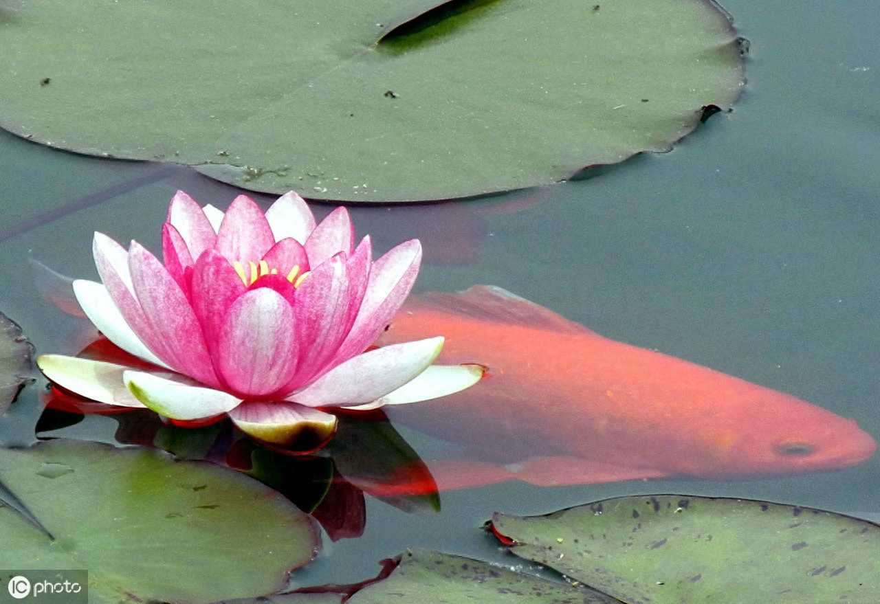 一花一锦鲤，一鲤一世界