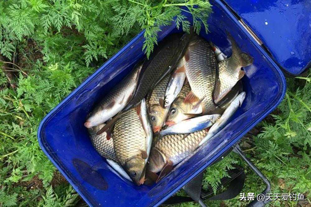 野钓大鲫鱼，3种最强民间钓法，鲫鱼越钓越多