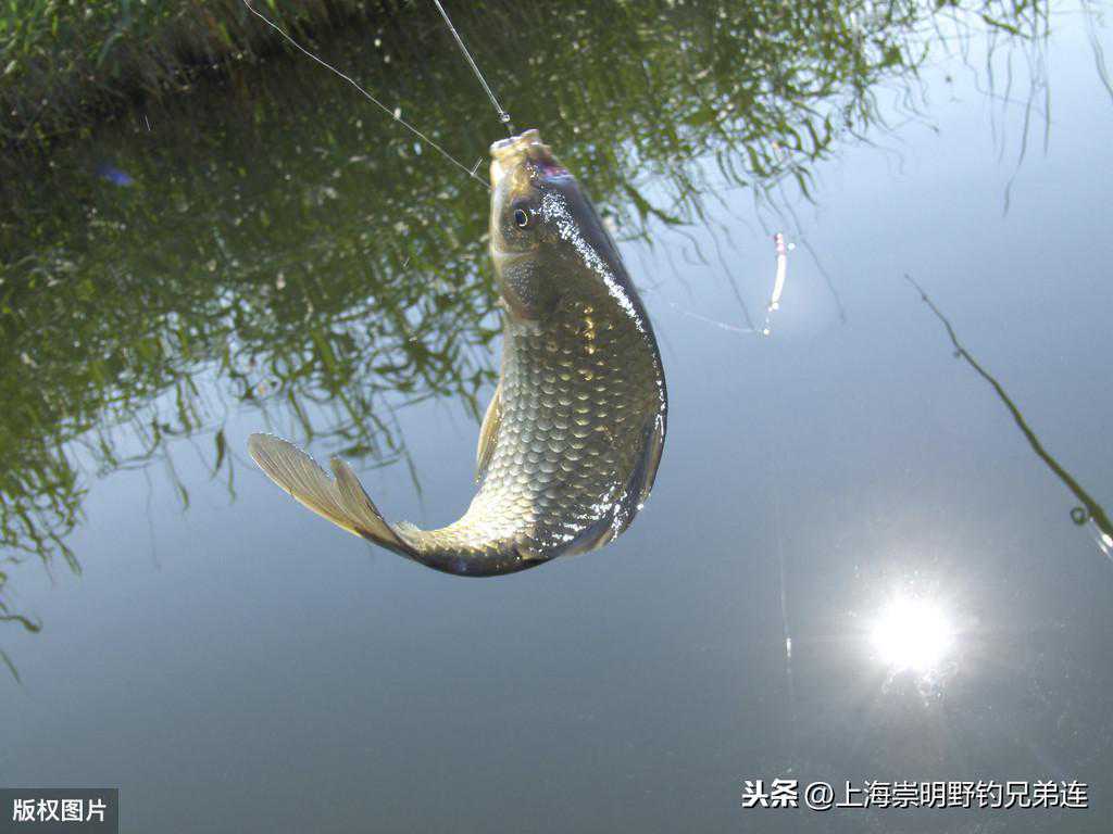 每年5、6、7、8月份野钓大板鲫的窘状和应对策略