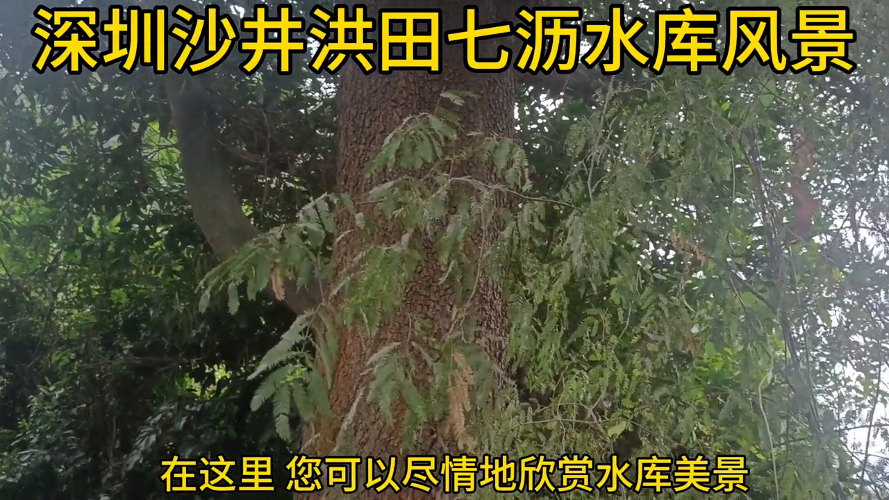 沙井洪田七沥水库 风景美如画 风景秀丽 犹如故人归