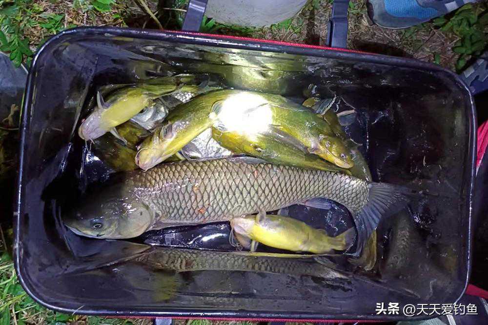 晚春可以夜钓了，连竿秘诀5钓5不钓，大鱼轻松装满篓