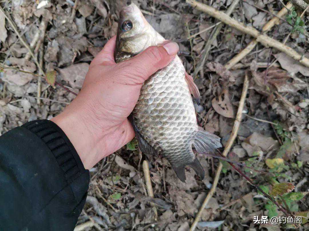 小漂一定比大漂灵敏？灵敏不等于钓得多，浅谈野钓用漂之道