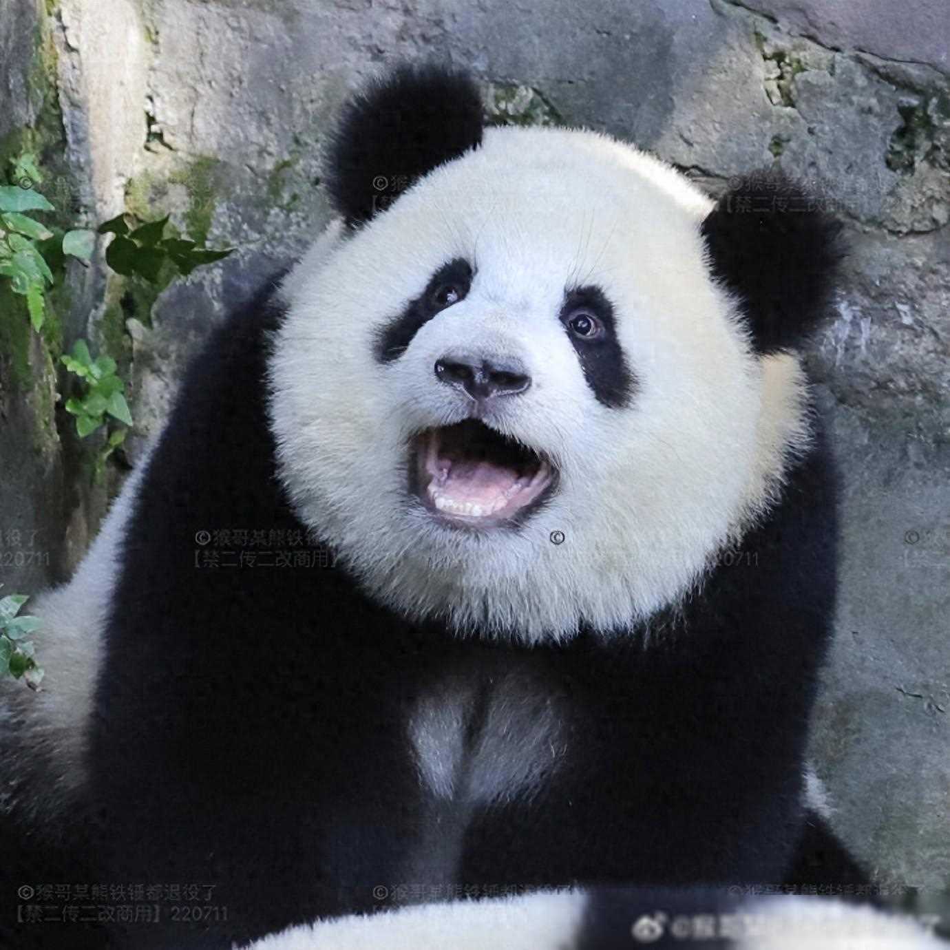 “浴皇大帝”莽辰辰，不仅是个哥宝熊，还喜欢走员工通道~