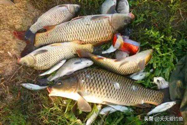 民间野钓两大杀招：包食钓和粘米钓技巧详解，专钓大货之秘诀