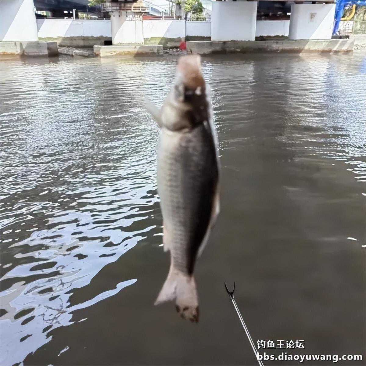 腥香地狱猫大河做钓显威力