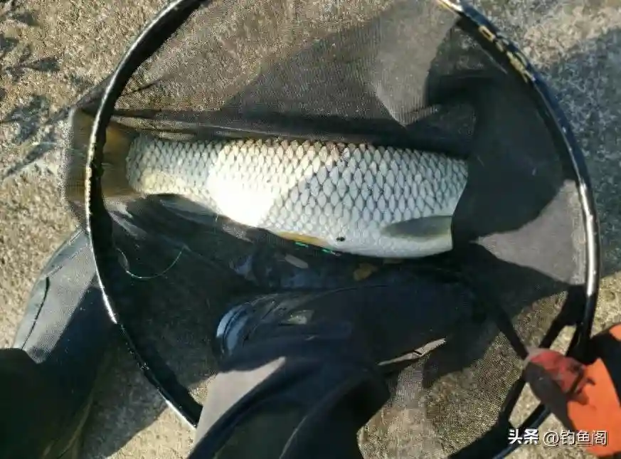 野钓草鱼2个饵料配方，3种添加剂，夏季就这么玩！