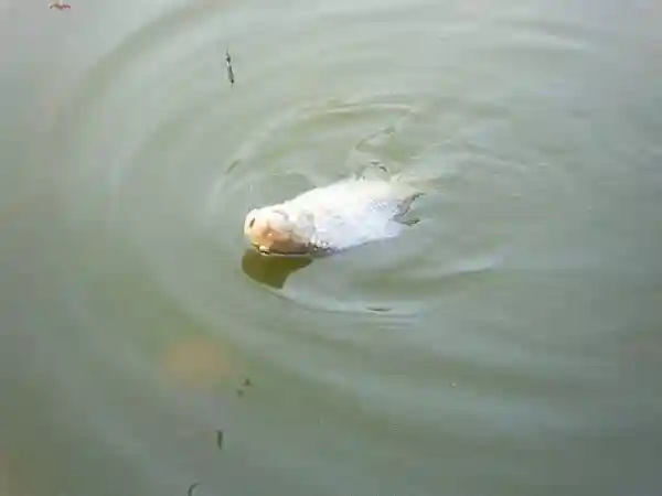 水库冬钓大板鲫 这些技巧让你钓到手软！