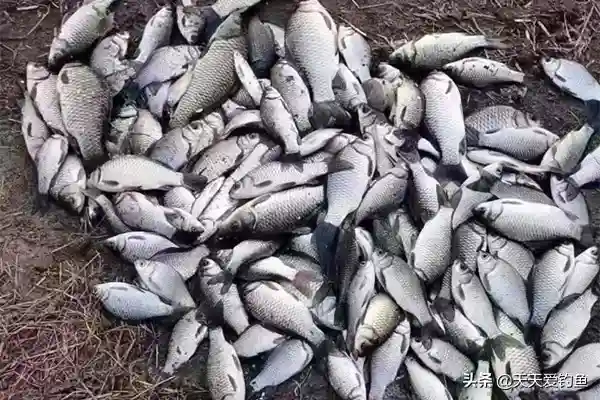 冬钓鲫鱼窝料很重要，几款自制窝料配方，制作简单，效果不一般