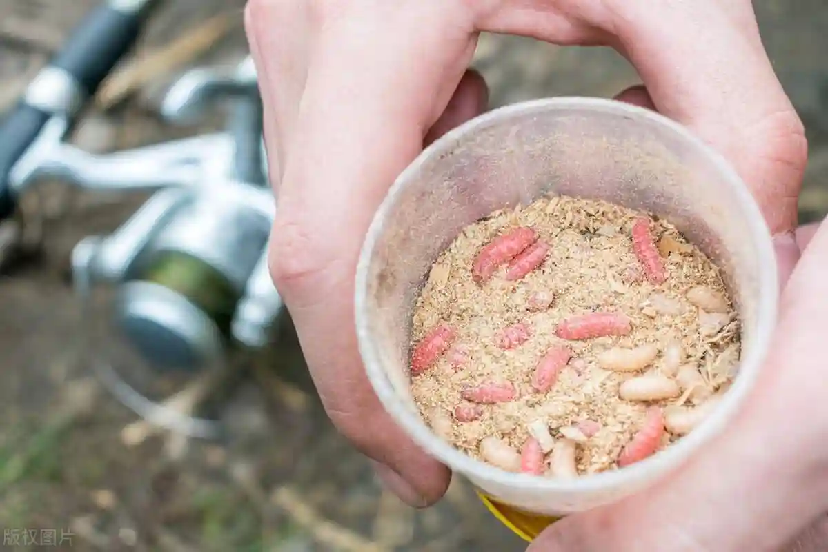 丸九饵料为什么还有人跪舔，国产饵料它不香吗？