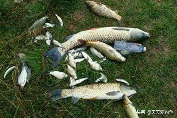 民间野钓饵料偏方：几个大蒜饵料配方，小鱼绝对不沾，专门钓大鱼