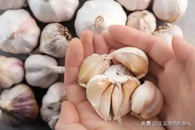 20 年老师傅野钓经验：大蒜钓鱼配方，这样钓鲫鱼两小时鱼获爆护。