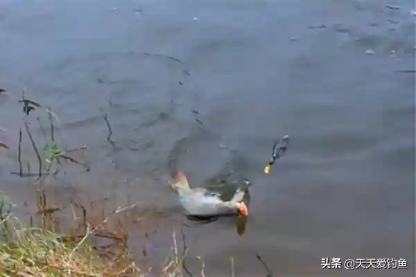 钓鱼“奇”招数：神奇的珠珠钓，只钓大鱼，小鱼不沾