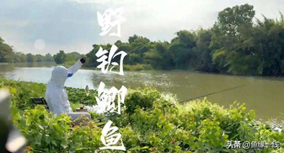 野钓鲫鱼调漂技巧，调4钓1~5目，效果与区别，怎样使用？