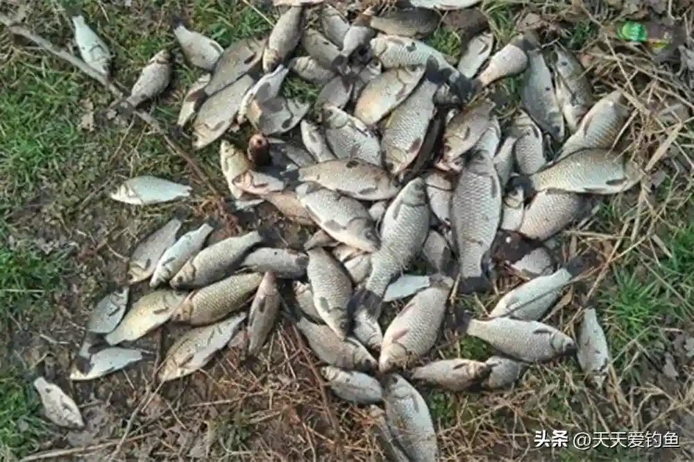 寒冬野钓鲫鱼，要钓深钓远，2种钓法依然高效