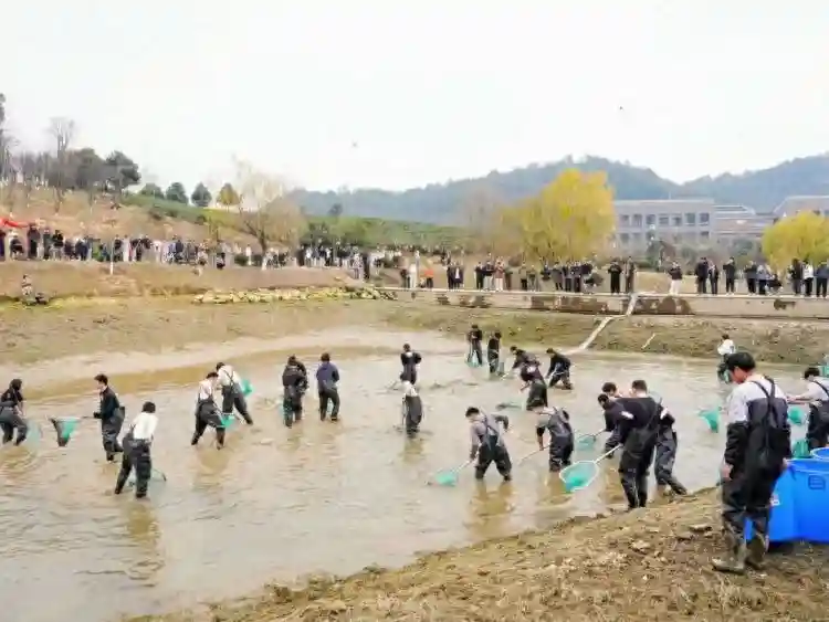 集体“摸鱼！浙江一高校内抓到200斤鱼，师生免费吃