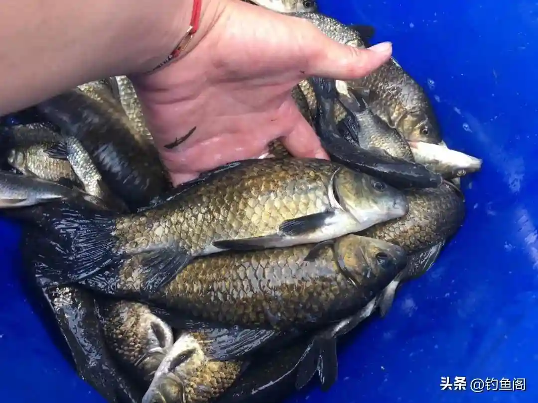 一用“千里香”就死窝？告诉你正确的使用方法！