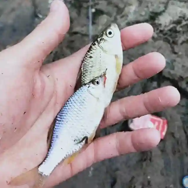 浙江男子因被鳑鲏闹窝，一怒之下把鱼都挂树枝上，网友们坐不住了