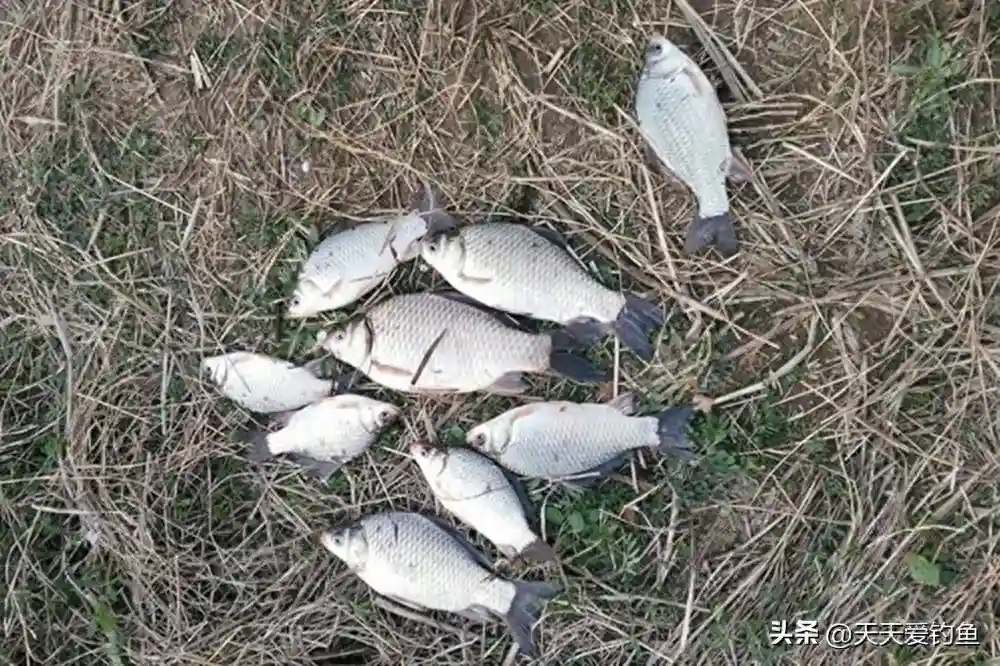 冬季野钓鲫鱼，浮漂越小越钝，调漂越钝越灵