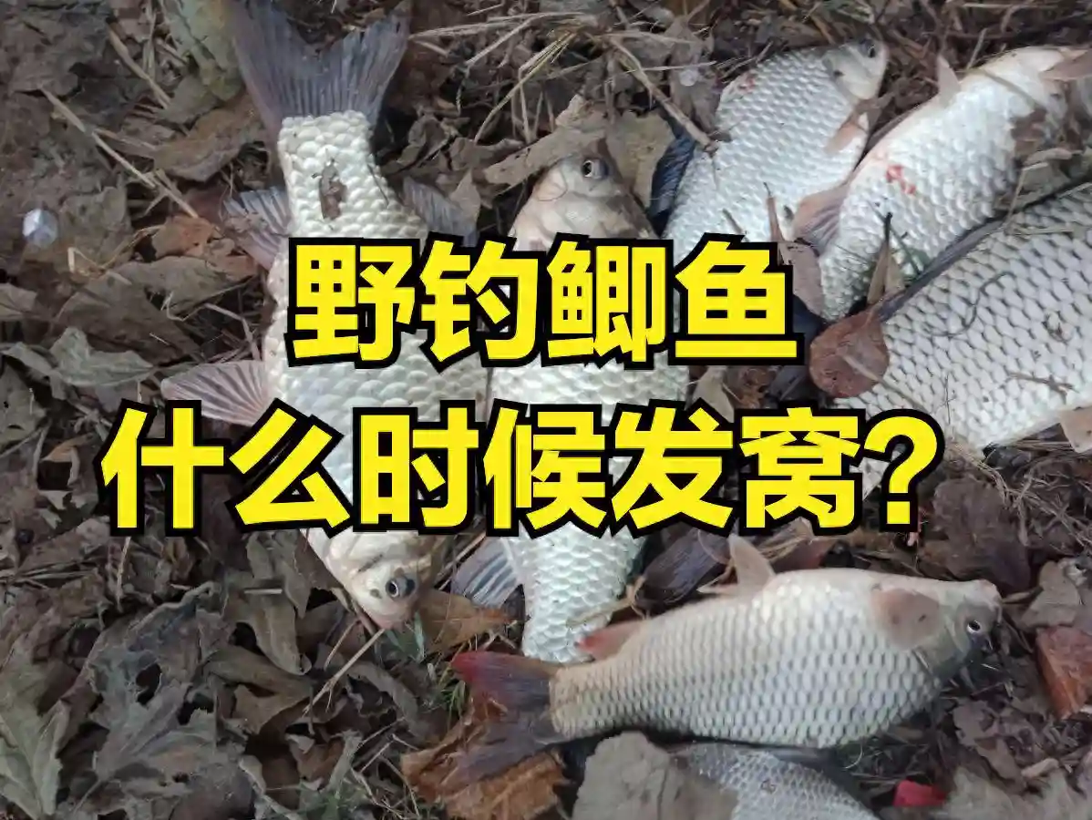 野钓鲫鱼时，发窝的时间和下竿的正确时机