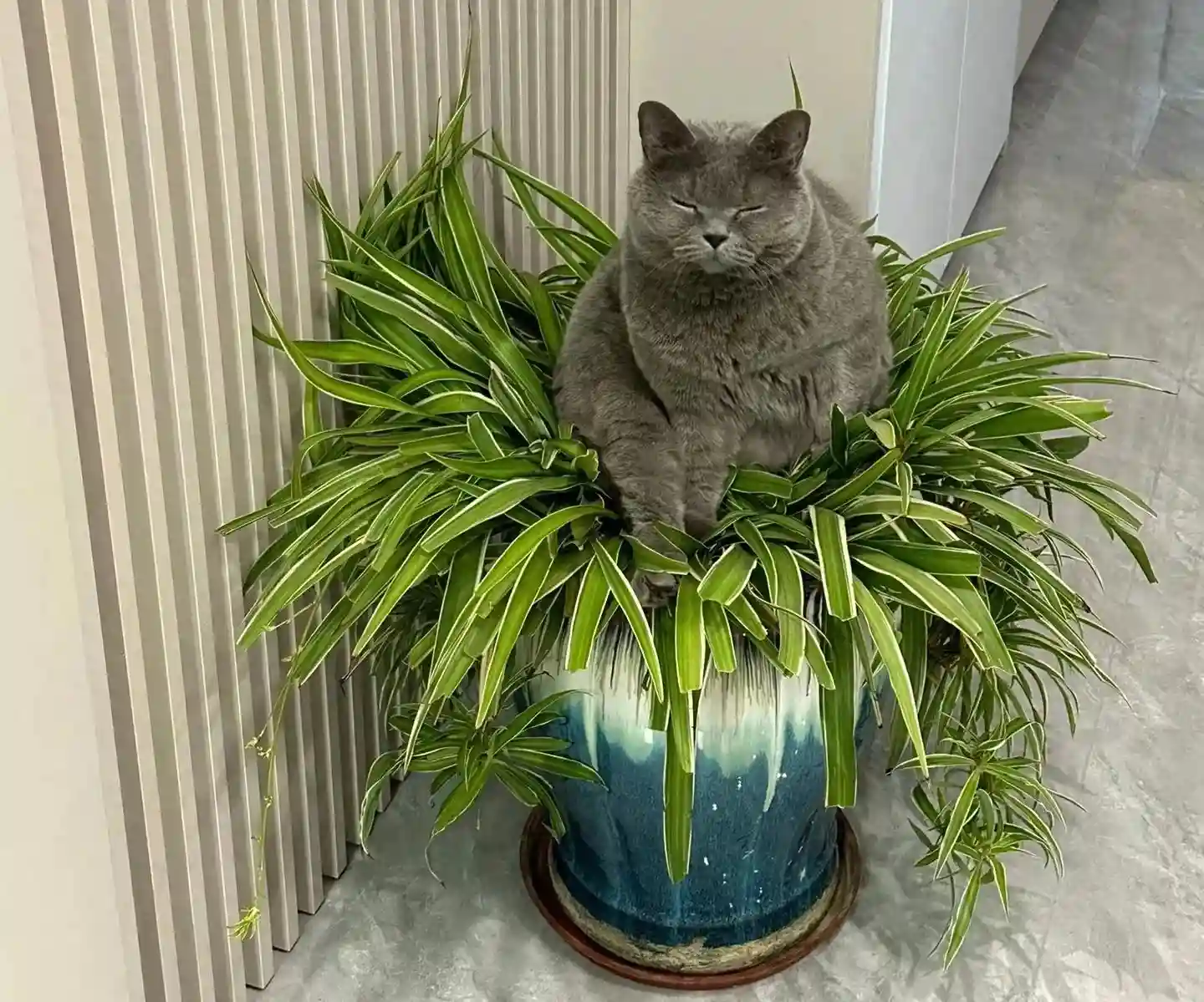 奶奶家里的吊兰，被猫咪坐扁了，主人已放弃抵抗，养猫不养花啊