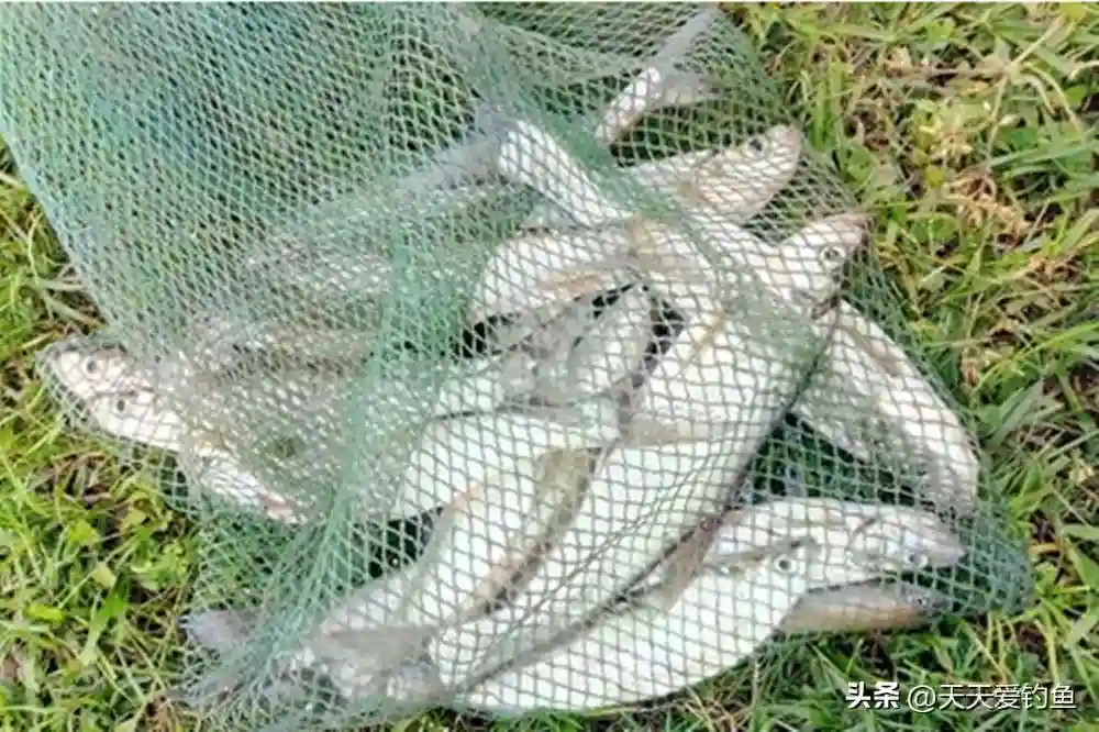 夏季野钓翘嘴，拉饵散炮带飞铅，一天狂拉十几斤