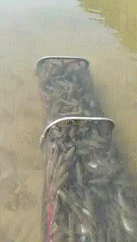 湖北一男子钓上大量桃花鱼，嫌麻烦不想带走，网友：不要给我呀！