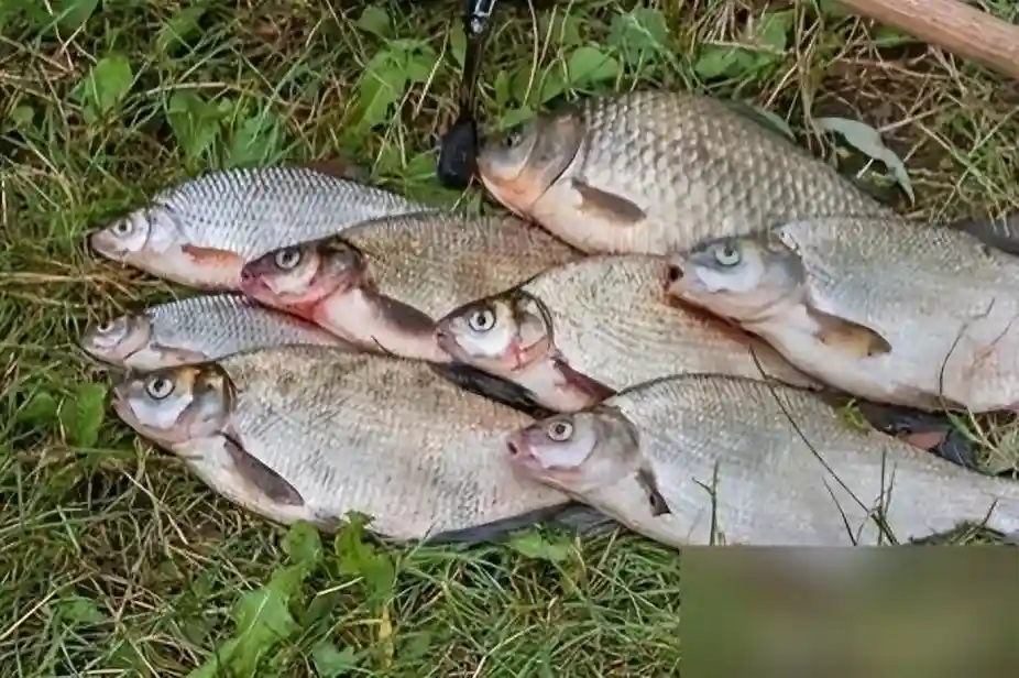 一会钓底一会钓浮就这样调整浮漂，大师见了都要夸你水平高