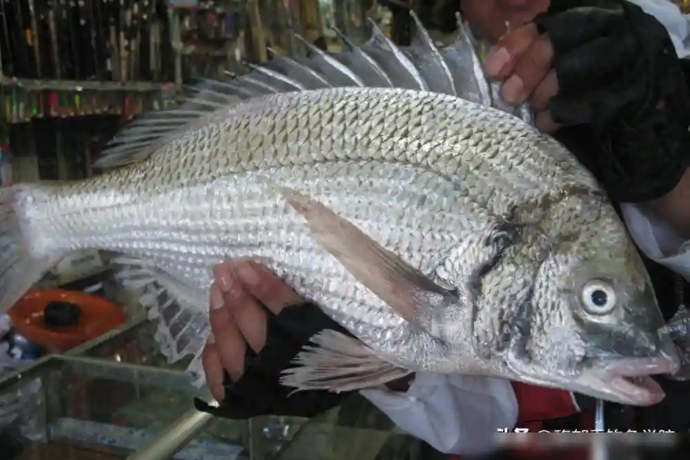 黑鲷应该钓底还是钓浮？用什么鱼饵？钓黑鲷的4个关键技巧