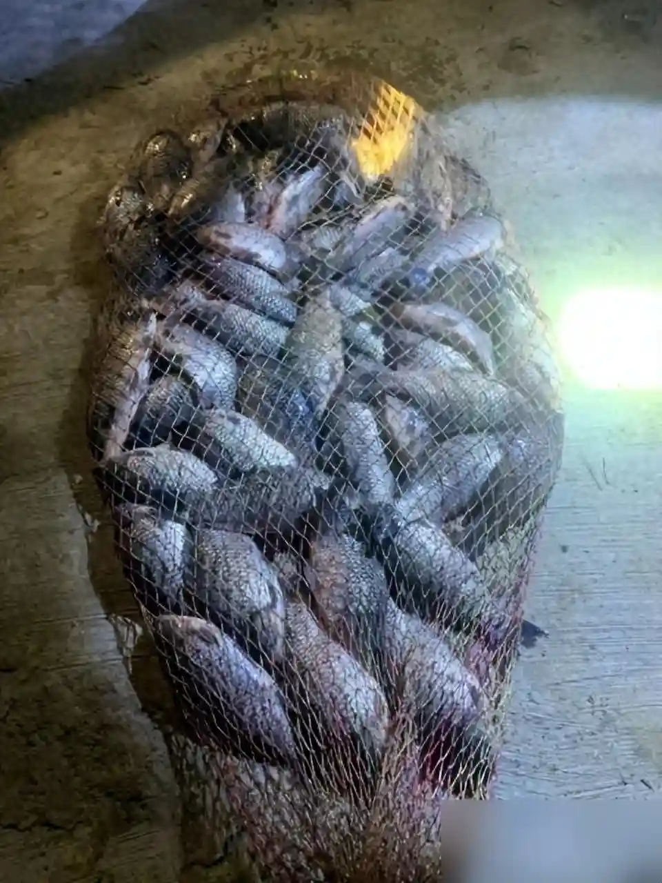 总钓不到鱼，是河里没鱼还是自身问题？分享你不知道的干货冷知识