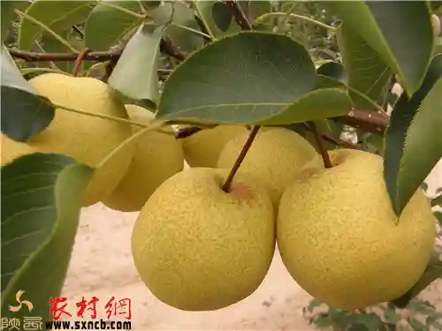 渭北高原上的瑰宝——泔河酥梨