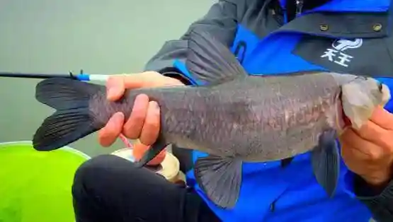 水库野钓综合鱼，饵料最好这么用！