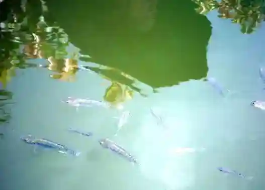 窝中有鱼星却不见咬钩？原来问题出在这！