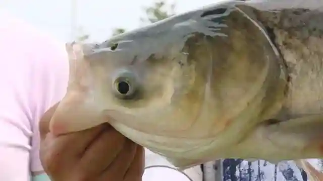 掌握饵料的这几种用法，让你高效钓鲢鳙！
