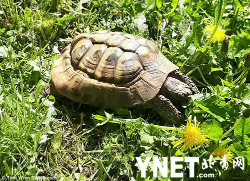 七岁宠物龟“破墙”出逃 心急主人提供50英镑奖金