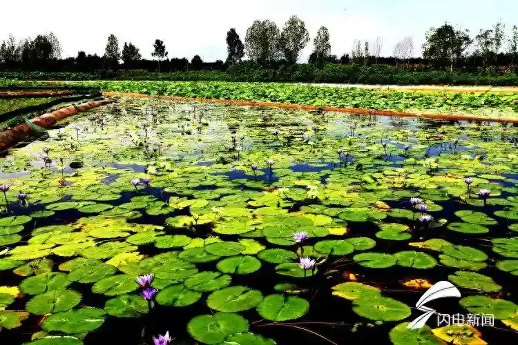 观荷花钓龙虾，泰山这个地方等你来打卡
