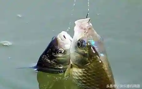 寒冬钓鲫就这样选位，天冷也能渔获大喜！