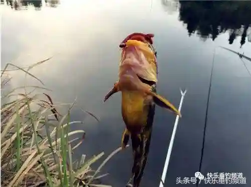 手竿夜钓黄颡鱼，蚯蚓效果相当好！