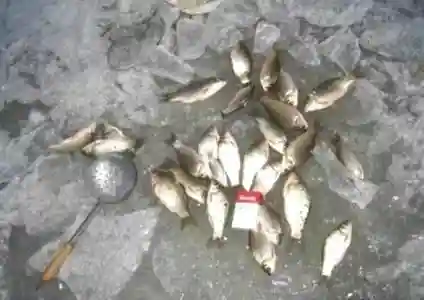 鱼生活在不同的水层，那么不同水层都生活着什么鱼