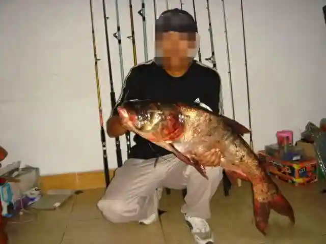 如何区分鲢鱼和鳙鱼，又该如何垂钓此鱼呢？附上自制饵料配方