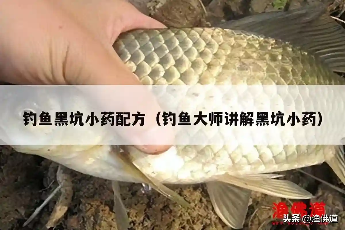 钓鱼黑坑小药配方（钓鱼大师讲解黑坑小药）