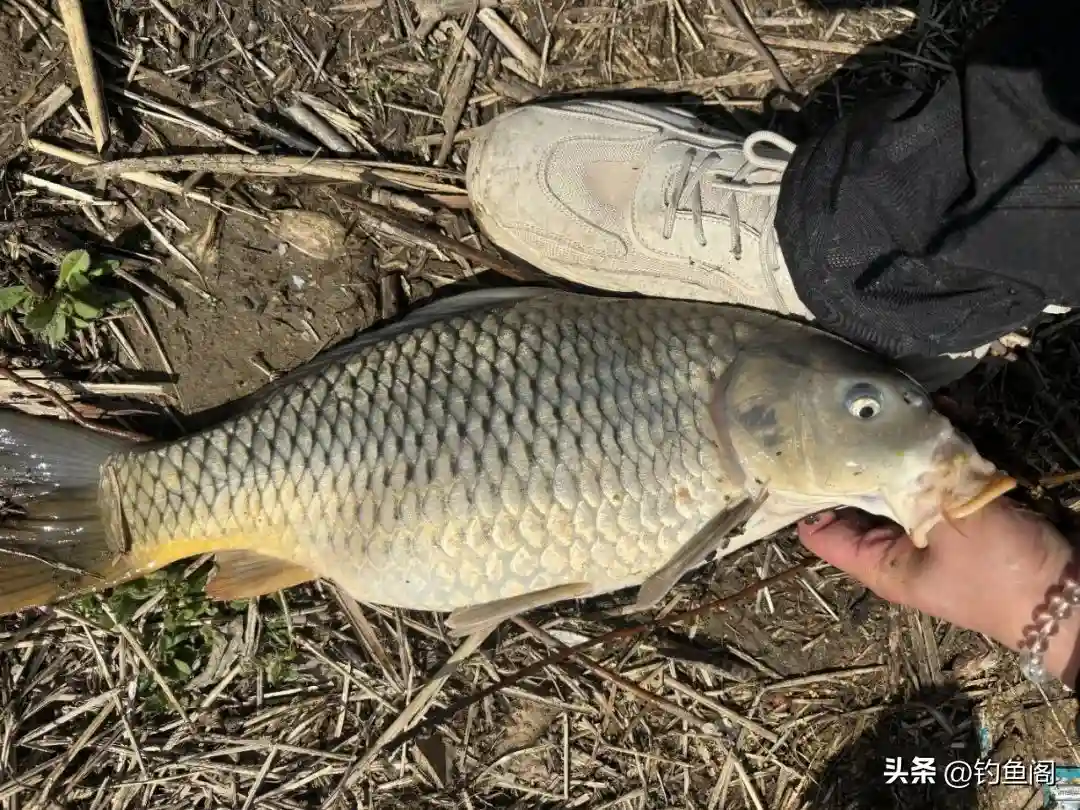 怪不得你钓鲤鱼总空军！原因找到了，都是“重窝”惹的祸