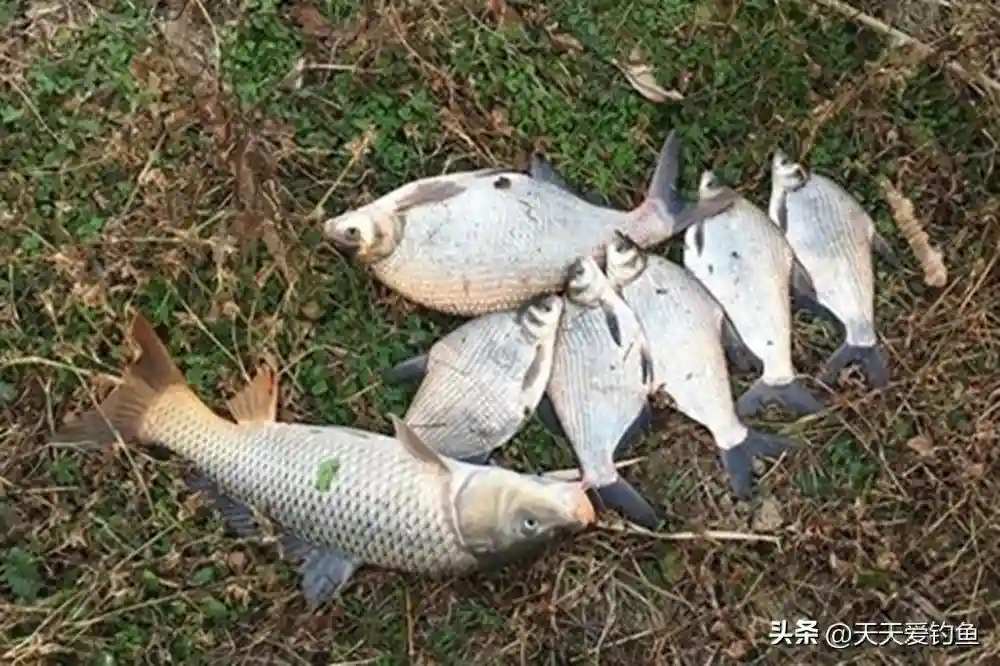 野钓必杀技：选择不同的“方位”，影响了鱼获多少